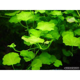 cardamine lyrata live aquarium plant beginner
