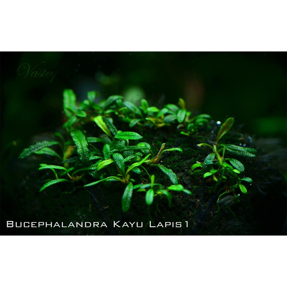 Bucephalandra Sp. Mini Kayu Lapis - Australian Buce Plant For Sale