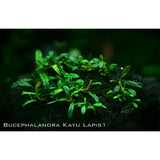 Bucephalandra Sp. Mini Kayu Lapis
