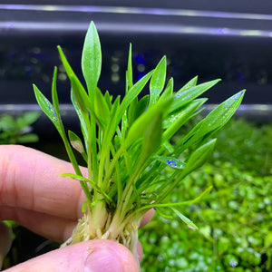 Cryptocoryne Parva aquarium plant for sale