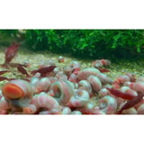 Pink Ramshorn Snail - Aquafy aquatic shop