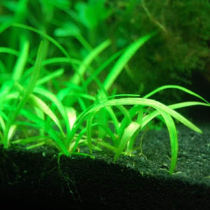 Sagittaria subulata