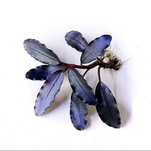 Bucephalandra Elegant Blue - Buce Plant For Sale