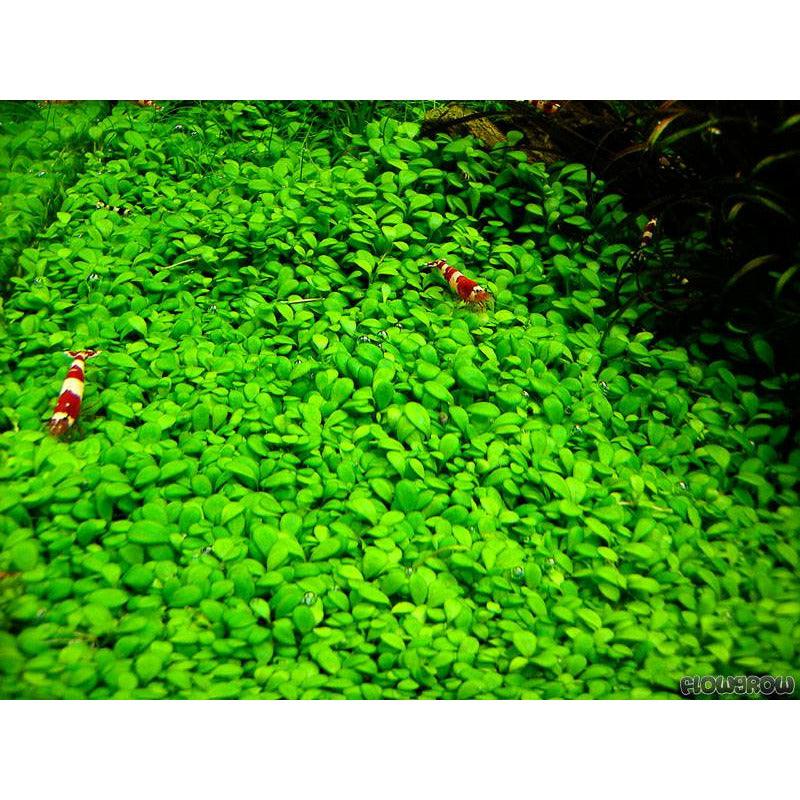 glossostigma elatinoides