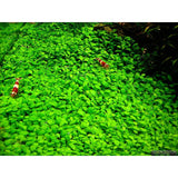 glossostigma elatinoides