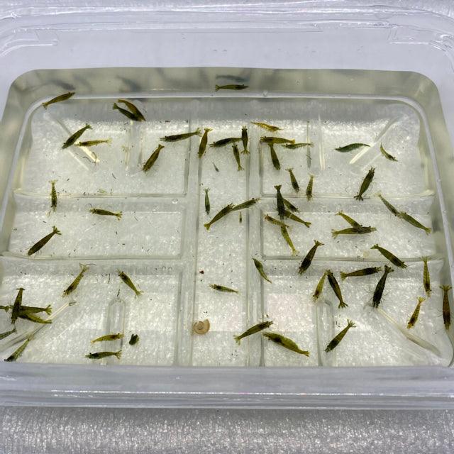 Green Jade Cherry Shrimp