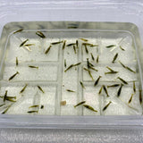 Green Jade Cherry Shrimp