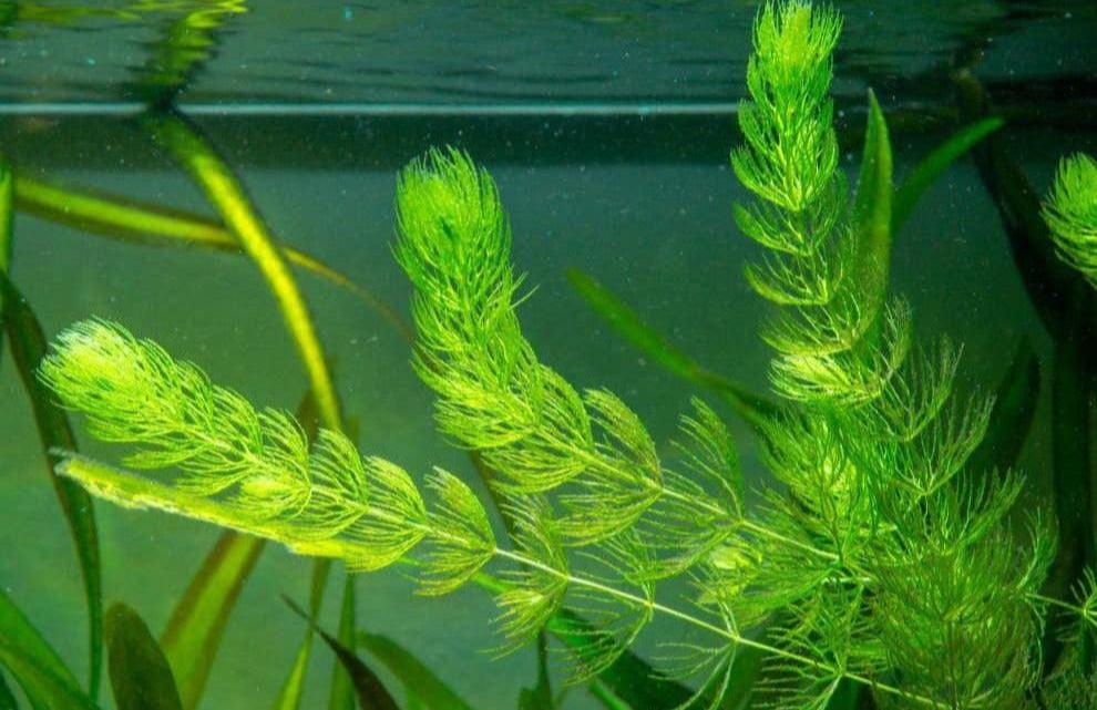 Hornwort floating in aquarium