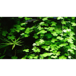 Hydrocotyle tripartita Japan