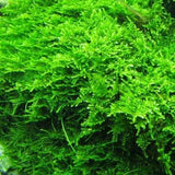 Christmas Moss