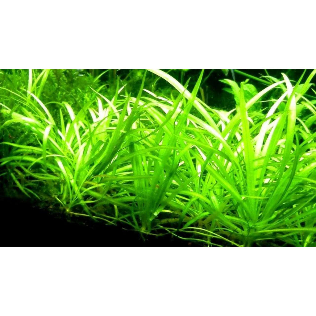 Sagittaria subulata