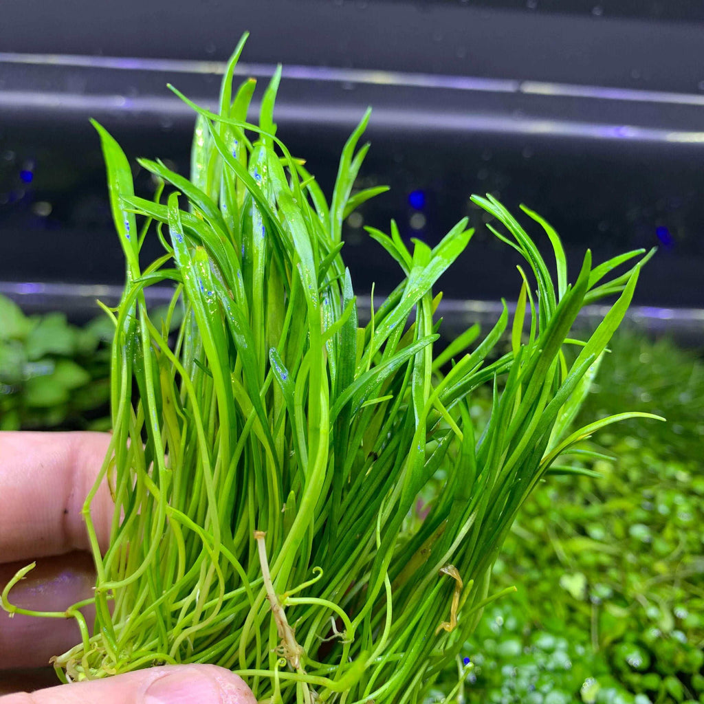Lilaeopsis