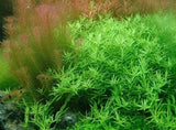 Rotala Green
