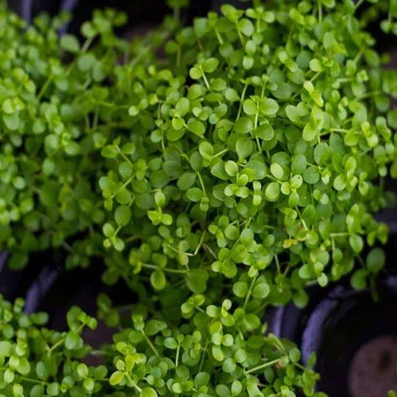 Micranthemum Tweediei