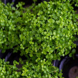 Micranthemum Tweediei