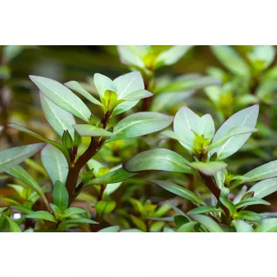 Ludwigia Inclinata Var. Cuba emersed sale