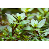 Ludwigia Inclinata Var. Cuba emersed sale