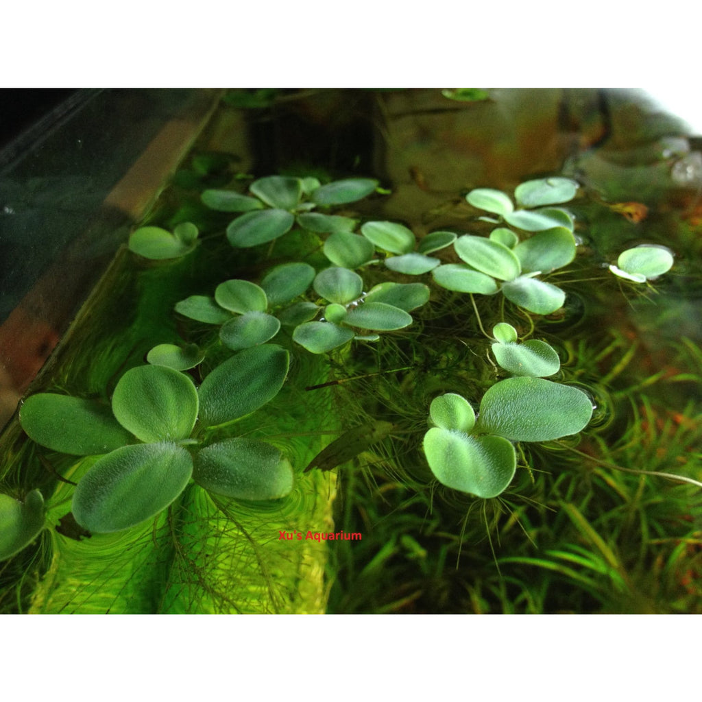 Dwarf Water Lettuce