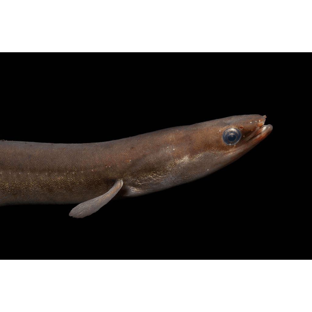 Short/Long-Fin Juvenile Eels
