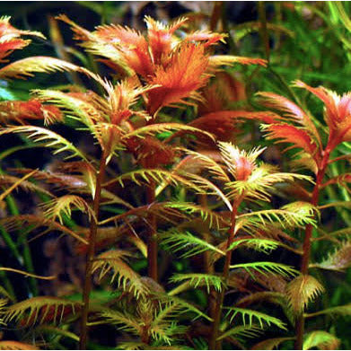 Proserpinaca Palustris Mermaid Weed aquarium plant