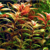 Proserpinaca Palustris Mermaid Weed aquarium plant