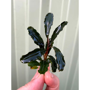 Rare Buce Aquatic Fish Tank Plant For Sale