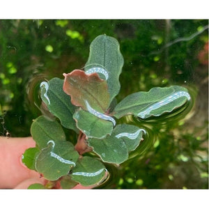 Rare Buce Aquatic Fish Tank Plant For Sale
