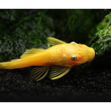 L144 Blue Eye Lemon Bristlenose Catfish