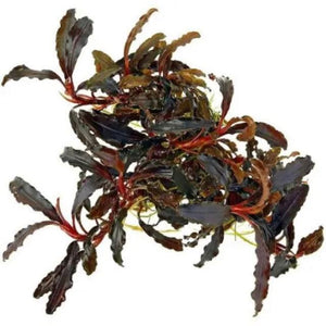 Bucephalandra Kedagang Red for sale