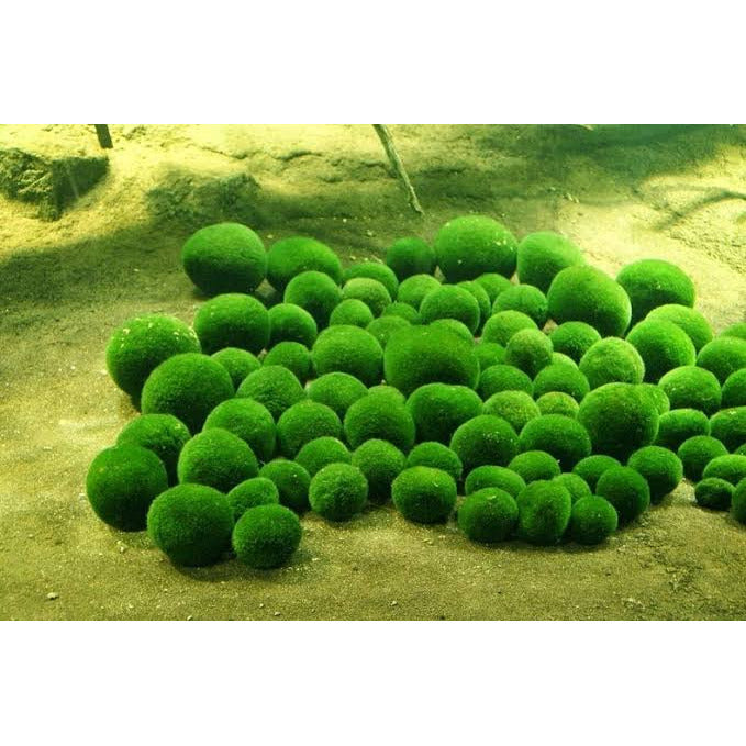 Aquarium Moss Balls ??? [Pic]