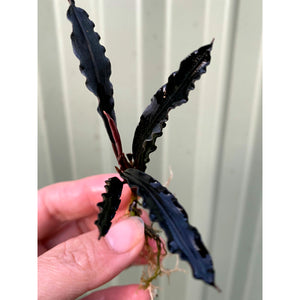 Buce Aquatic Plant for beginners for sale