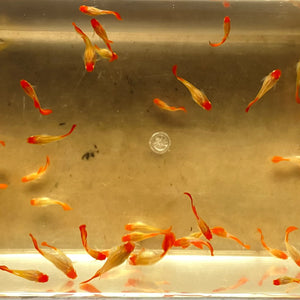 Albino Koi Guppy aquarium fish
