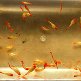Albino Koi Guppy aquarium fish