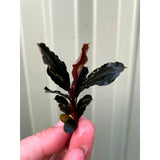 Buce Live Beginner Aquatic Plant For Sale