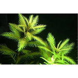 mermaid weed