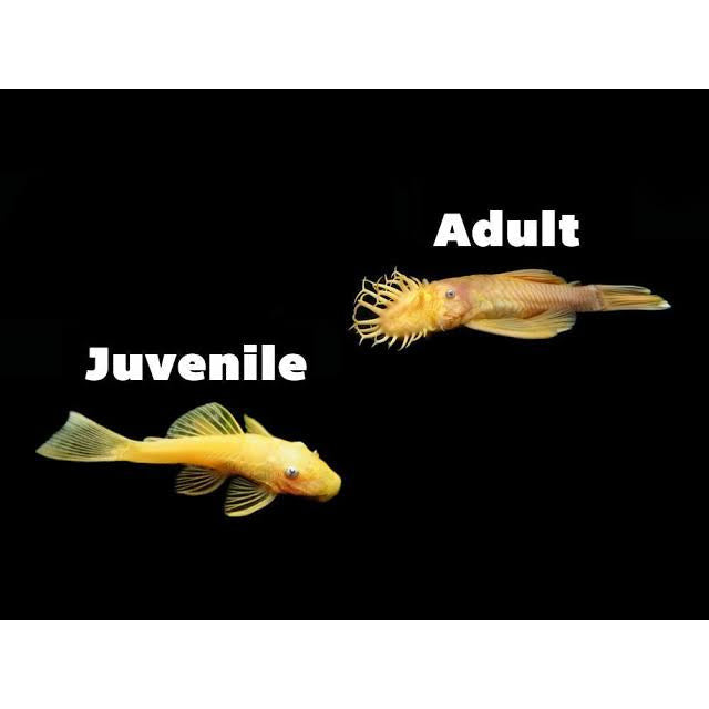 L144 Blue Eye Lemon Bristlenose Catfish