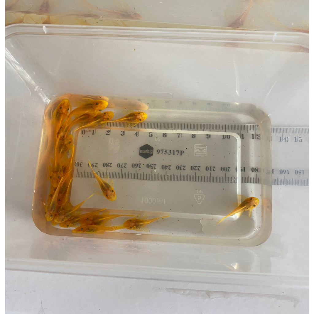 L144 Blue Eye Lemon Bristlenose Catfish