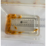 L144 Blue Eye Lemon Bristlenose Catfish