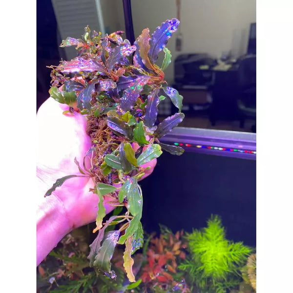Bucephalandra Midnight Blue - Buce Plant For Sale