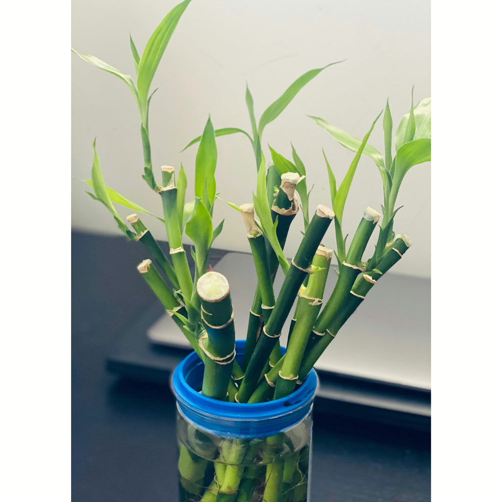 Lucky Bamboo in Pot
