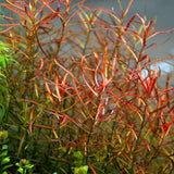 Ludwigia Arcuata - Narrow leaf Ludwigia