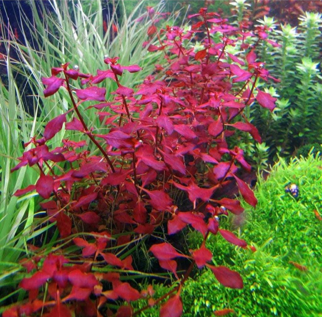 Ludwigia Super Red