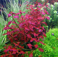 Ludwigia Super Red