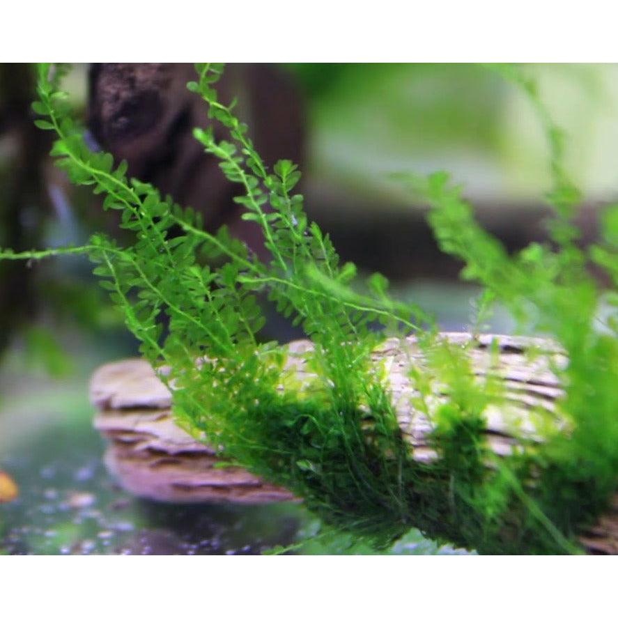 BUY 2 GET 1 FREE - Willow Moss Christmas Moss Live Aquarium Plant Aquatic  Moss