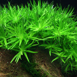 Heterаntherа zоsterifоliа - Star Grass