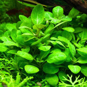 lobelia cardinalis aquarium