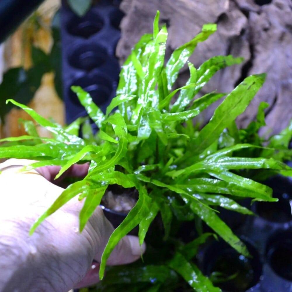 Microsorum Pteropus - Trident Java Fern - Aquafy aquatic shop