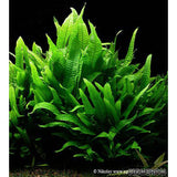 Philippine Java Fern (2-3 Leaves on Rhizome)