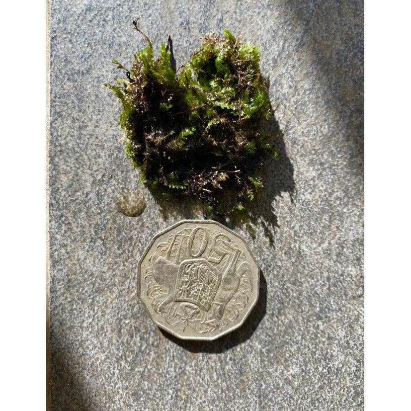 fissidens beginner aquarium moss for sale