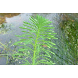 emersed parrots feather milfoil